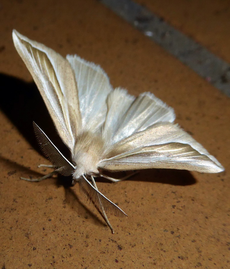 Compsoptera argentaria - Geometridae